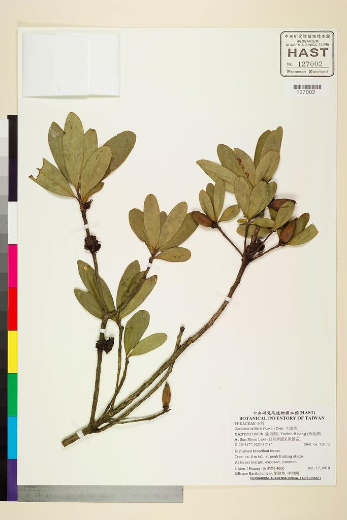 <Unit #89425 Huang, Chien-I | 黃建益 | 4650:: | Gordonia axillaris (Roxb. ex Ker Gawl.) D. Dietr.>
