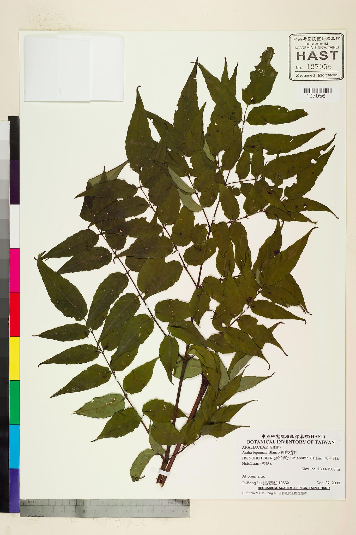 Sample image for viewer