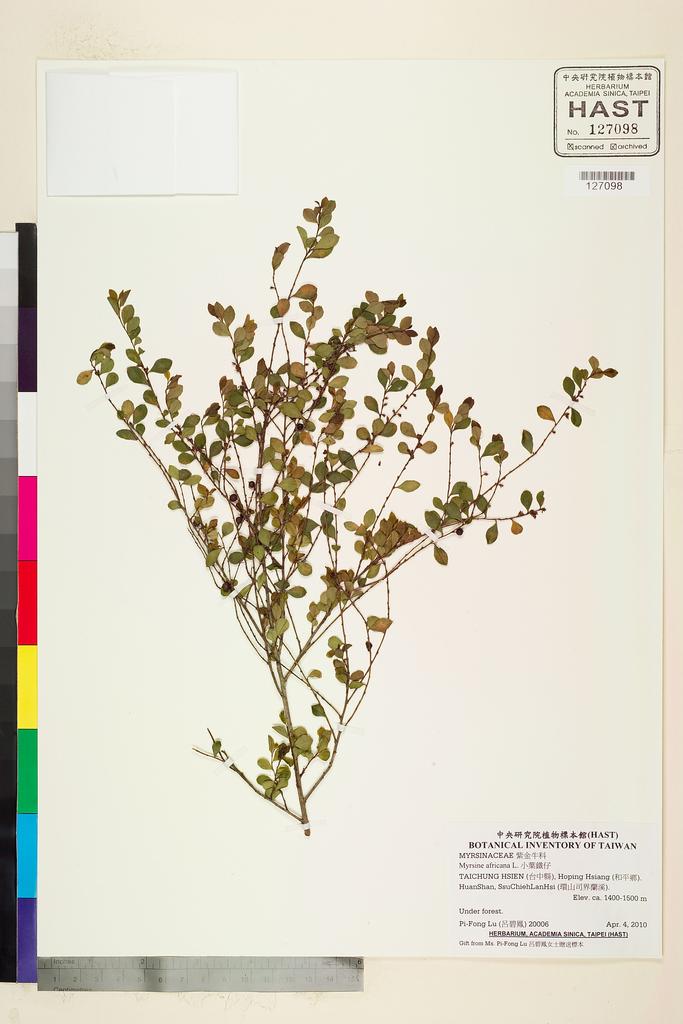 <Unit #91015 Lu, Pi-Fong | 呂碧鳳 | 20006:: | Myrsine africana L.>
