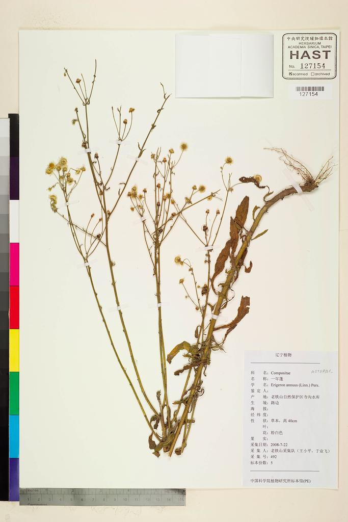 <Unit #109579  | 492:: | Erigeron annuus (L.) Pers.>