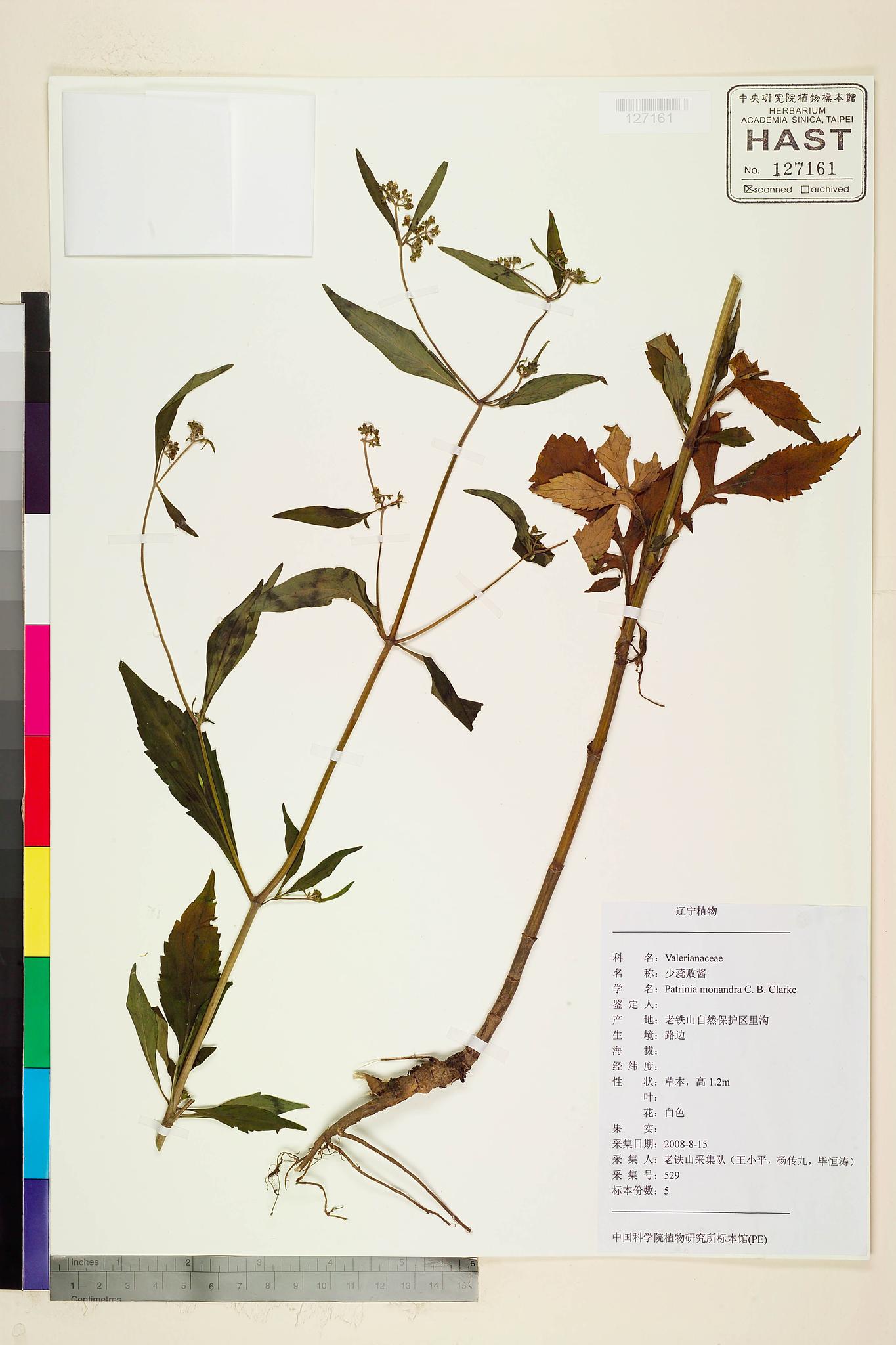 Sample image for viewer