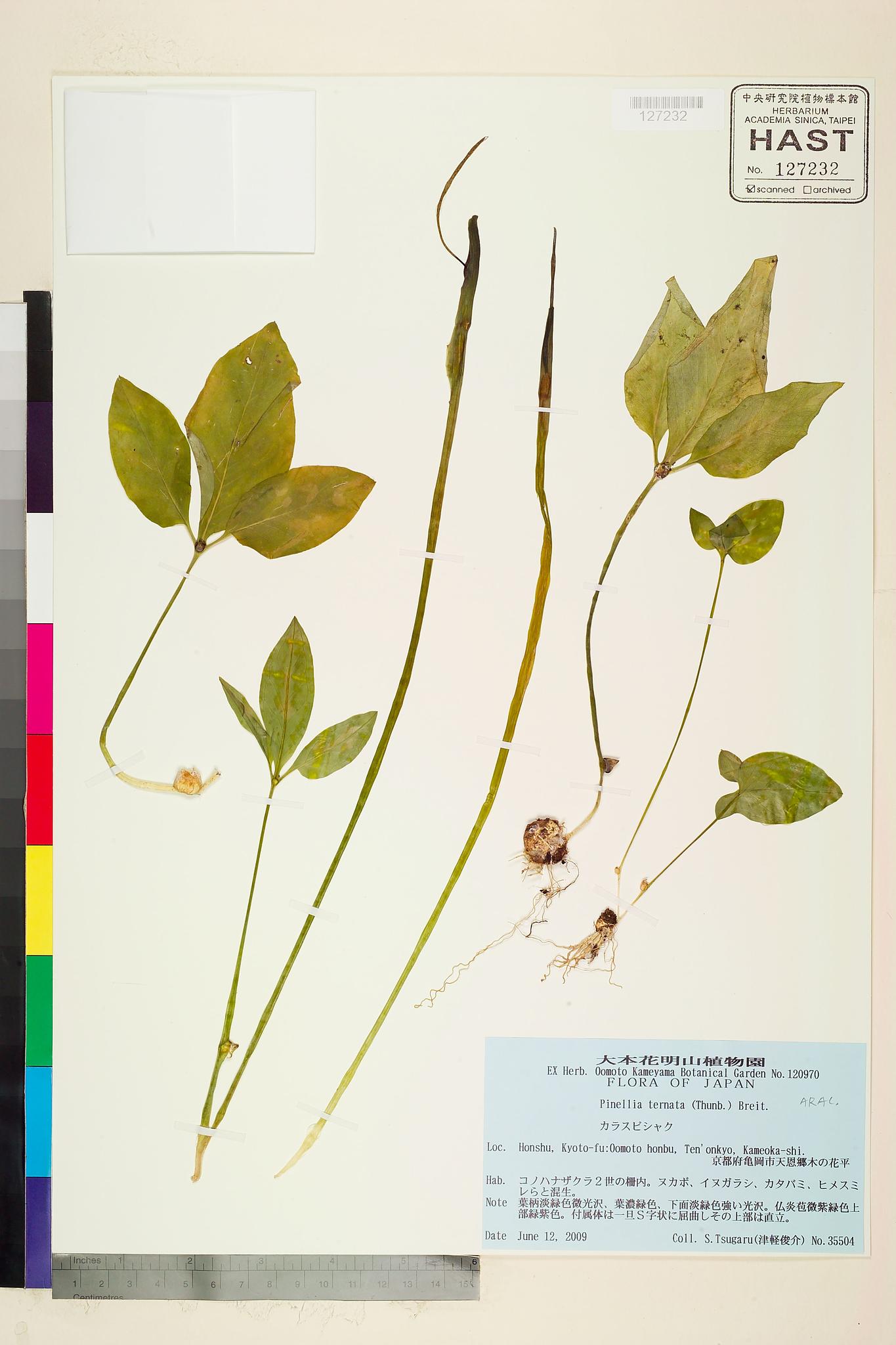 Sample image for viewer