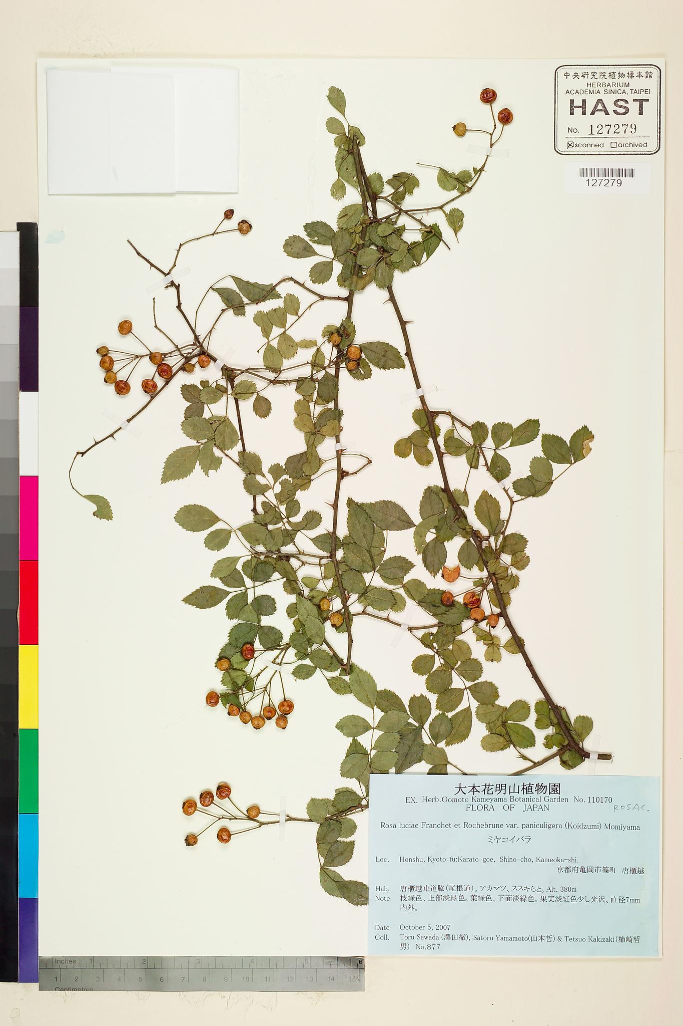 Sample image for viewer