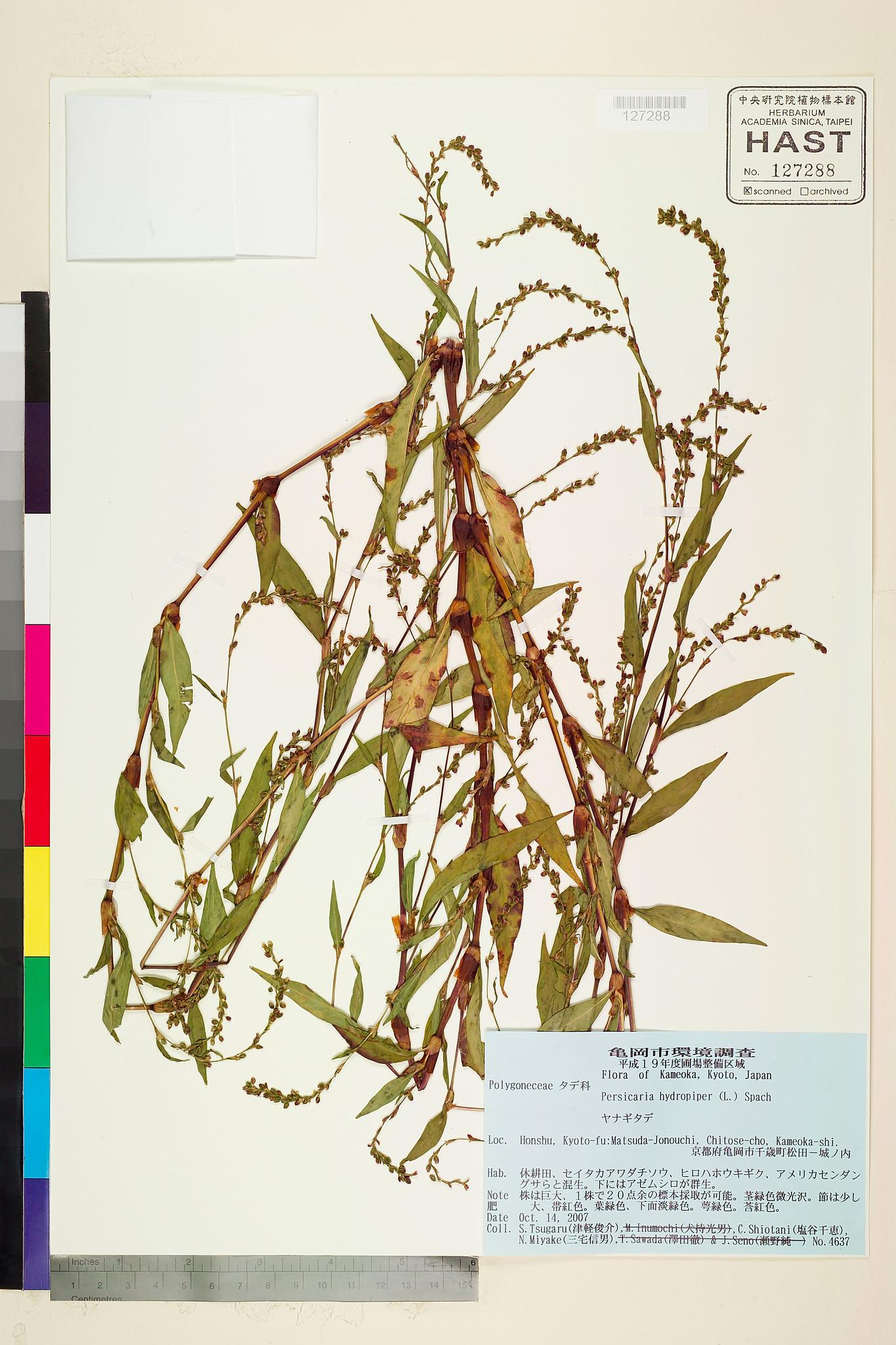 Sample image for viewer