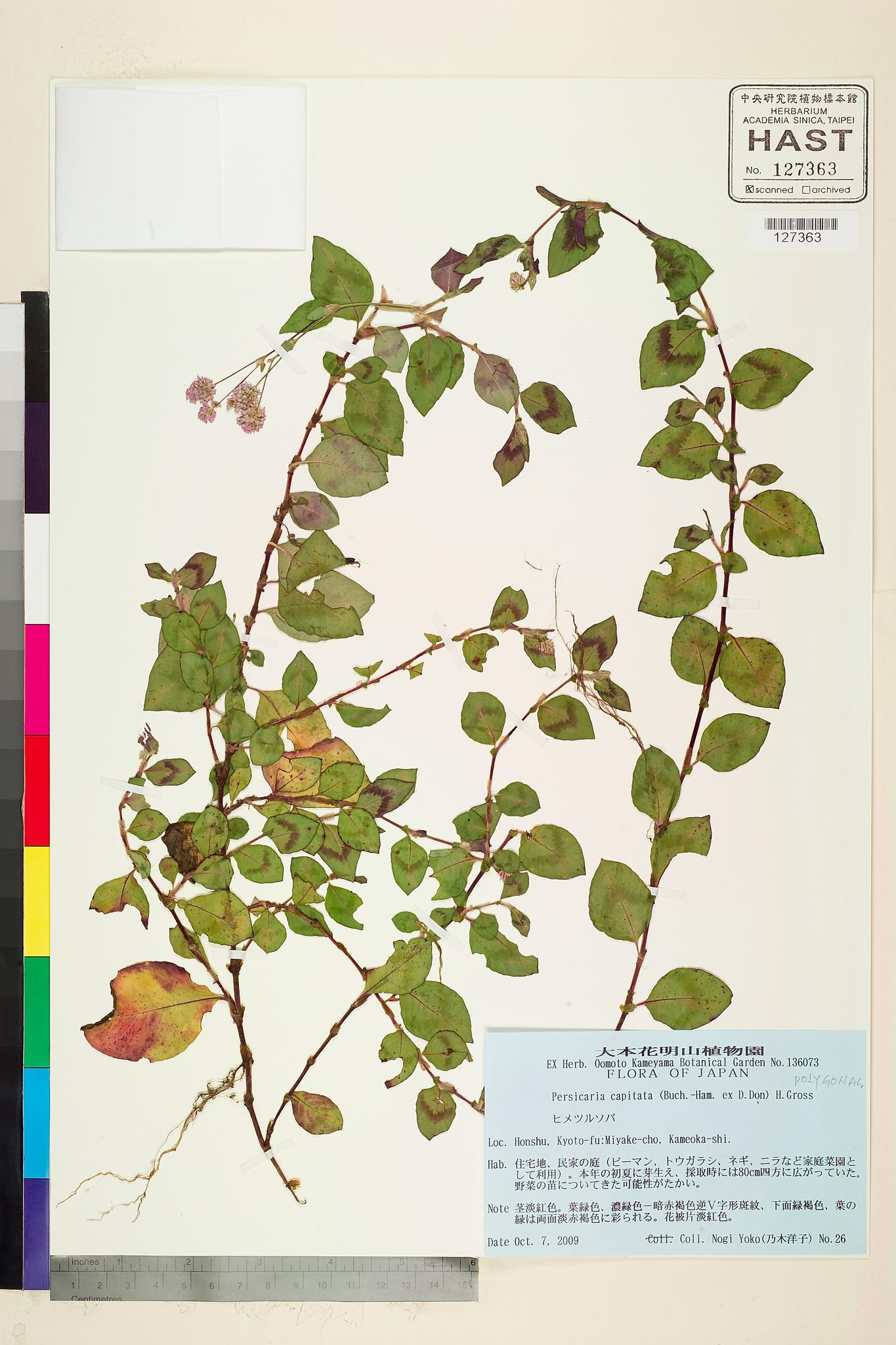 Sample image for viewer