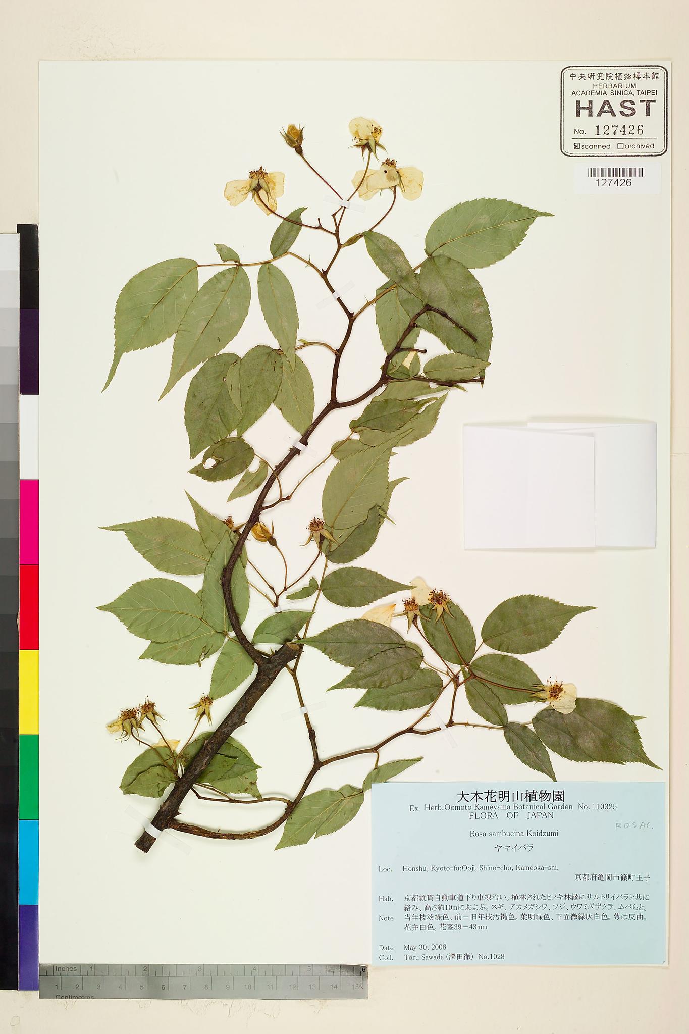 Sample image for viewer