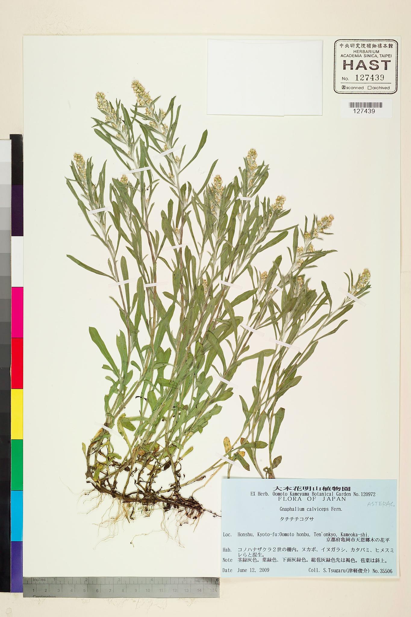 Sample image for viewer