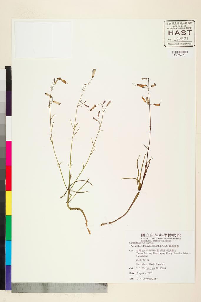 <Unit #93589 Wu, C. C. | 吳家進 | 89:: | Adenophora triphylla (Thunb.) A. DC.>