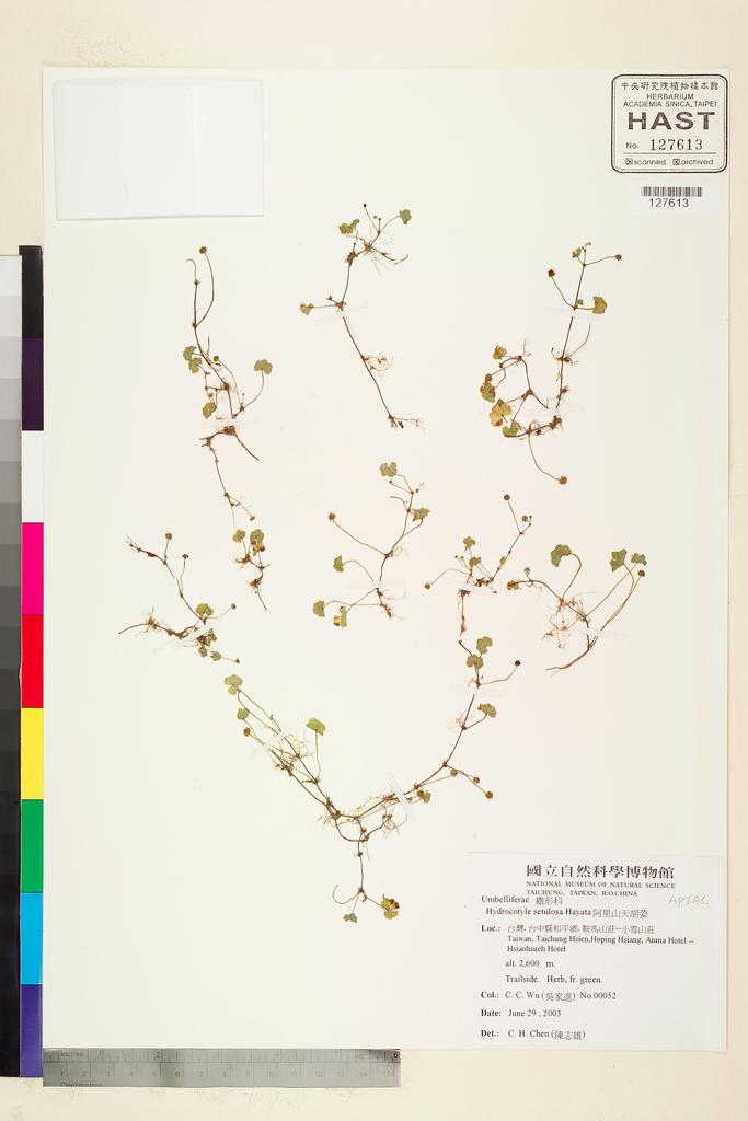 <Unit #93634 Wu, C. C. | 吳家進 | 52:: | Hydrocotyle setulosa Hayata>