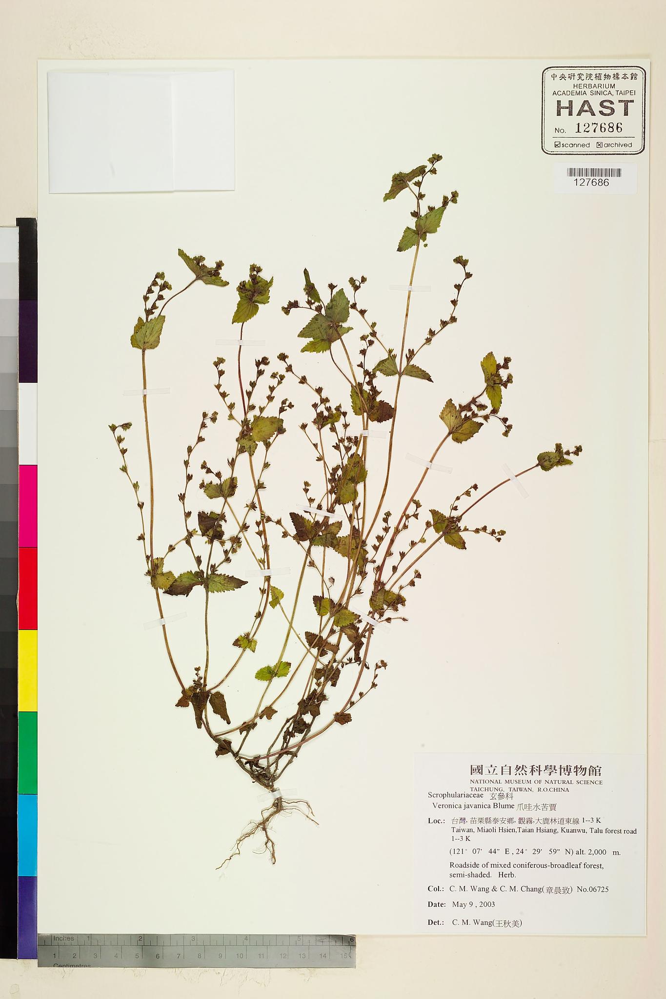 Sample image for viewer