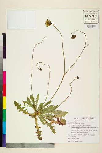 Hypochaeris radicata L.
