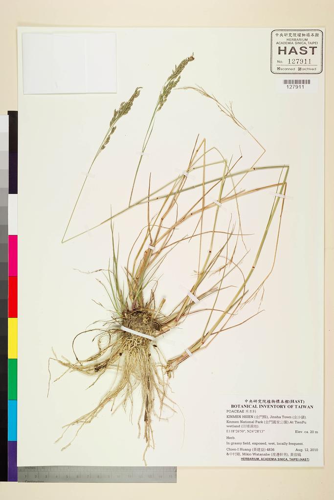 <Unit #93495 Huang, Chien-I | 黃建益 | 4836:: | POACEAE>