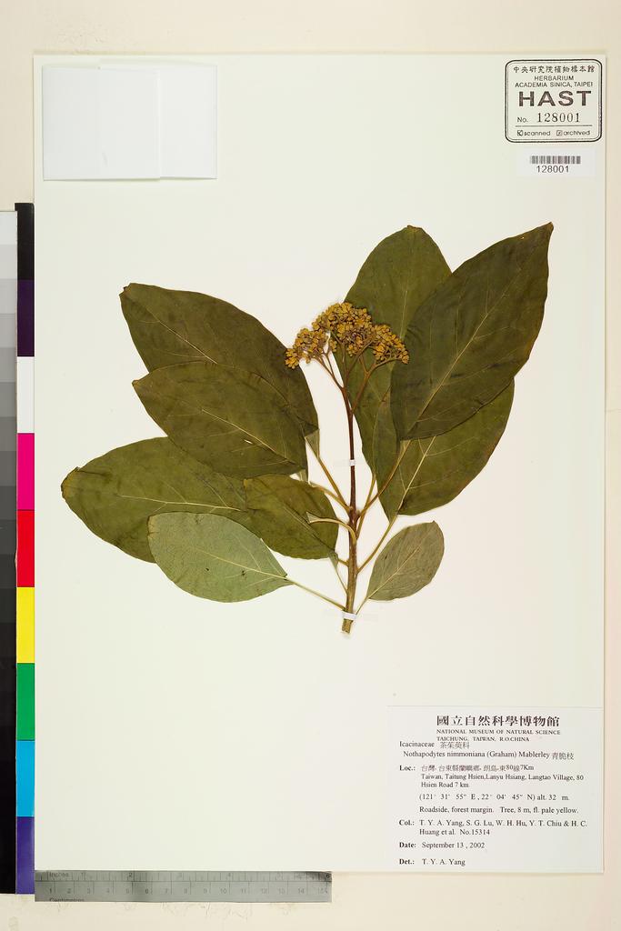 <Unit #95480 Yang, T. Y. Aleck | 楊宗愈 | 15314:: | Nothapodytes nimmoniana (Graham) Mablerley>