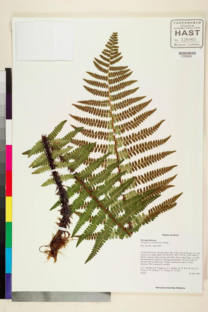 <Unit #128570 Boufford, D. E. |  | 38520:: | Dryopteris sinofibrillosa Ching>