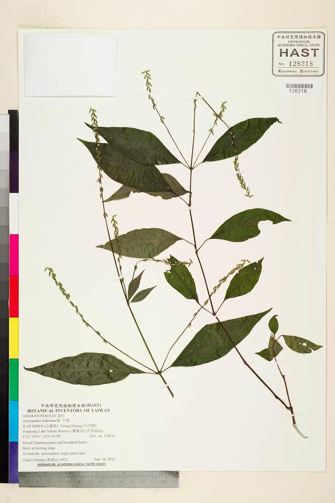 <Unit #95220 Huang, Chien-I | 黃建益 | 4913:: | Achyranthes bidentata Bl.>
