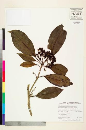 Pittosporum daphniphylloides Hayata