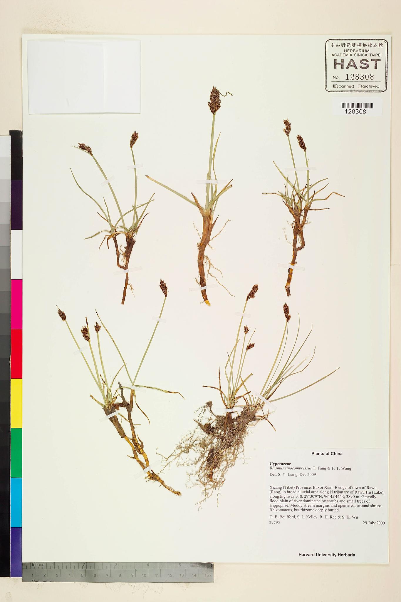 Sample image for viewer