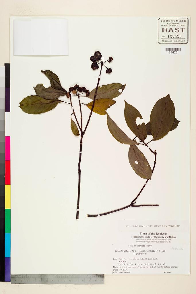<Unit #116486  | 2945:: | Morinda umbellata L.>