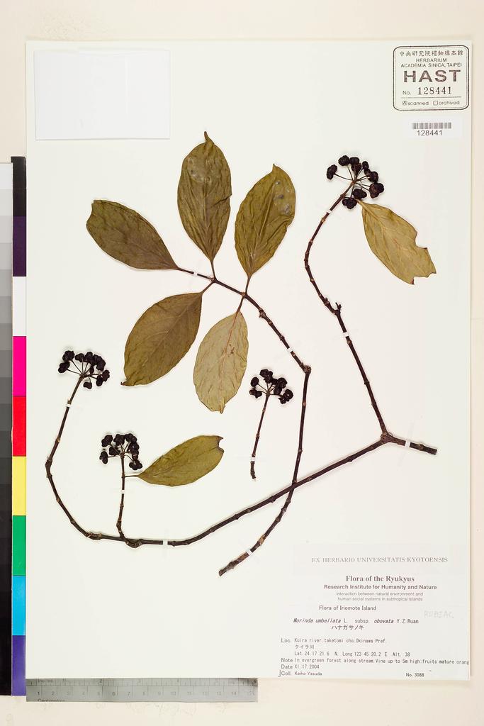 <Unit #116487  | 3088:: | Morinda umbellata L.>