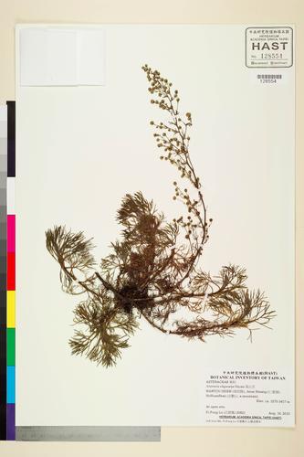 Artemisia oligocarpa