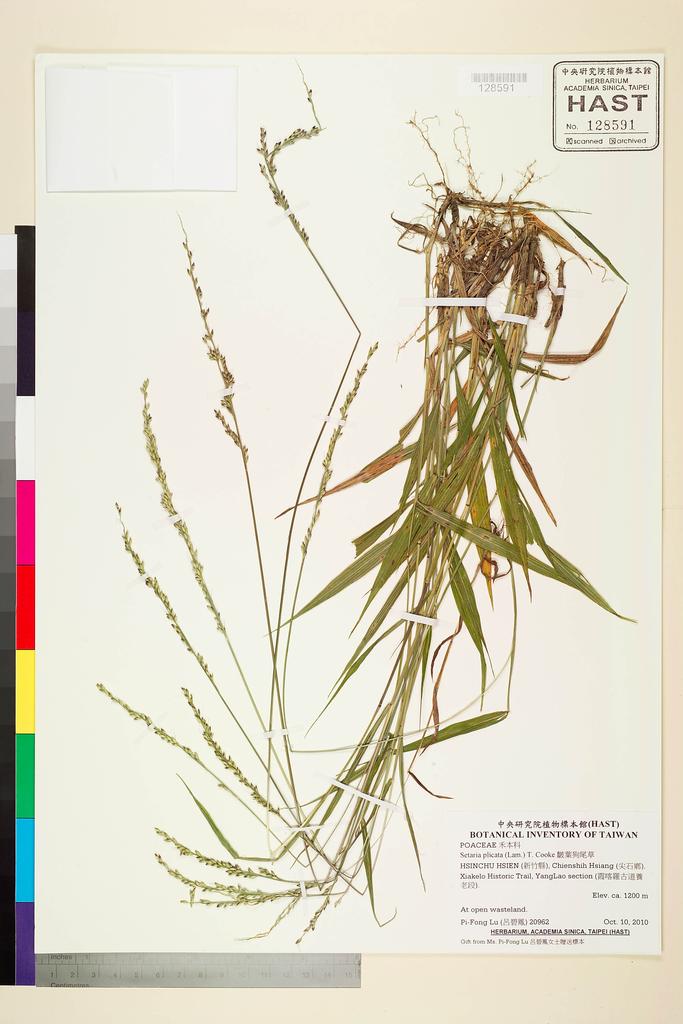 <Unit #98367 Lu, Pi-Fong | 呂碧鳳 | 20962:: | Setaria plicata (Lam.) T. Cooke>
