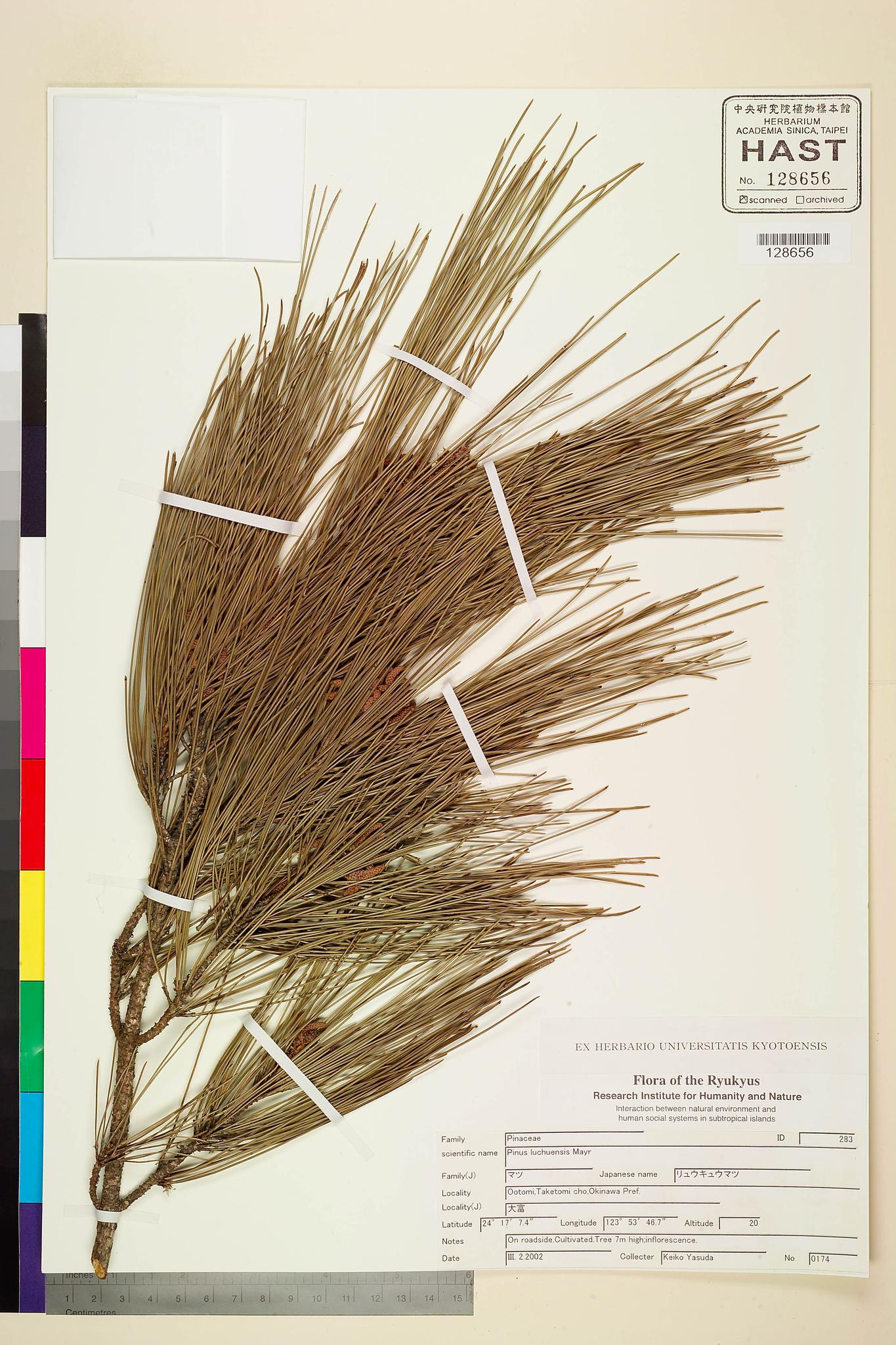 Sample image for viewer