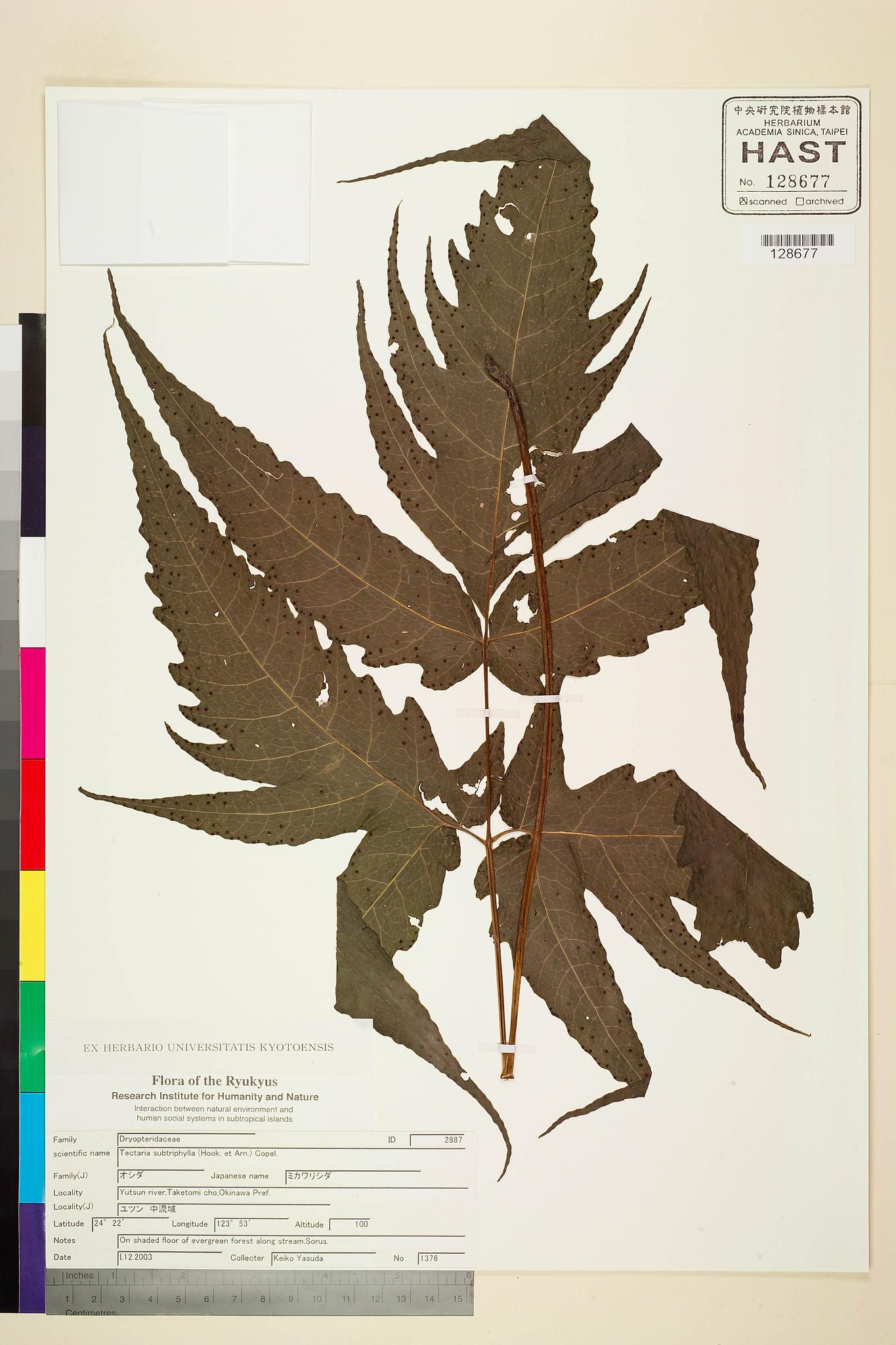 Sample image for viewer