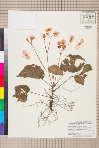 Begonia bouffordii C.-I Peng
