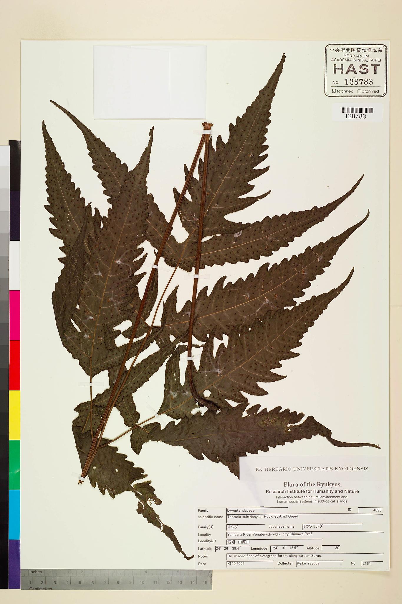 Sample image for viewer