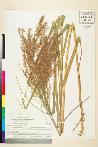 Phragmites vallatoria (Pluk. ex L.) Veldkamp