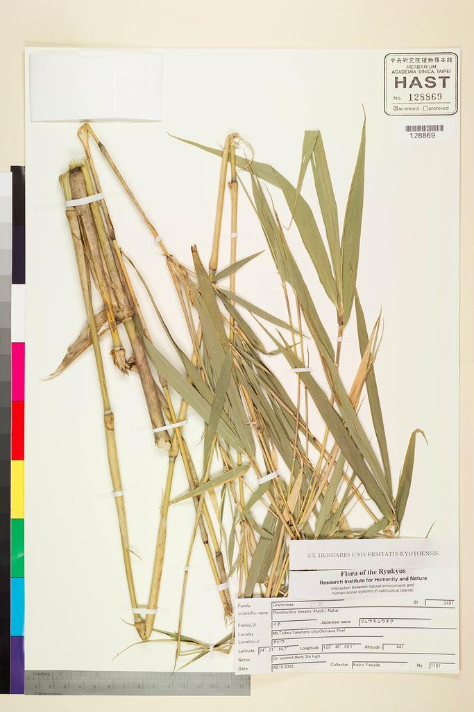 <Unit #113220  | 1187:: | Pleioblastus linearis (Hack.) Nakai>