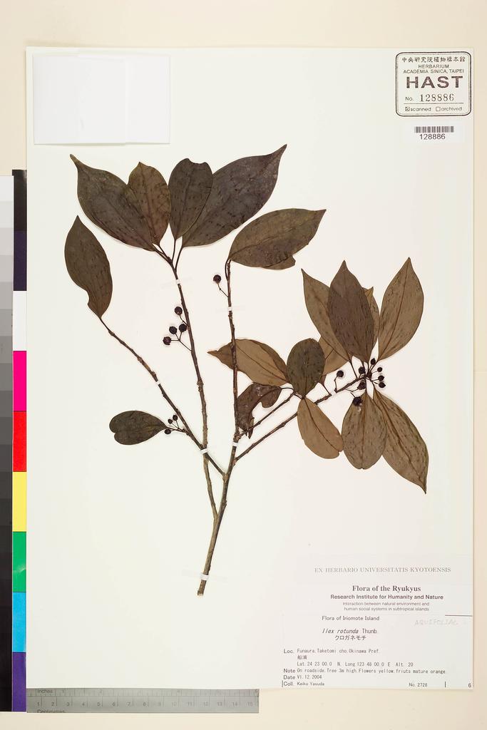 <Unit #103658  | 2728:: | Ilex rotunda Thunb.>