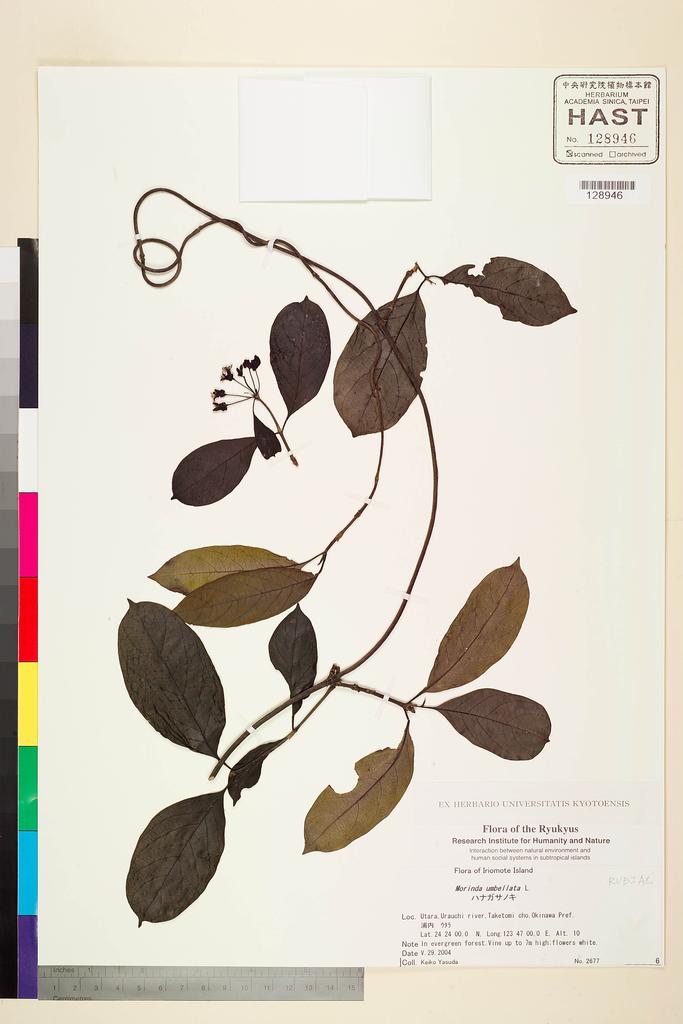 <Unit #116483  | 2677:: | Morinda umbellata L.>