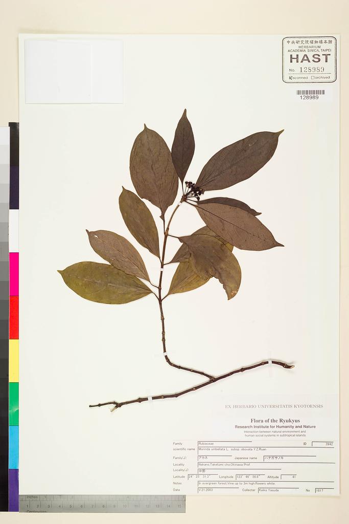 <Unit #116484  | 1817:: | Morinda umbellata L.>