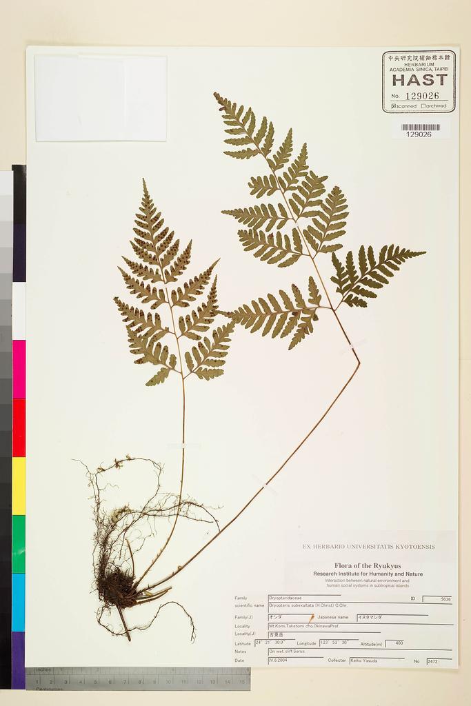 <Unit #128324  | 2472:: | Dryopteris subexaltata (H. Christ) C. Chr.>