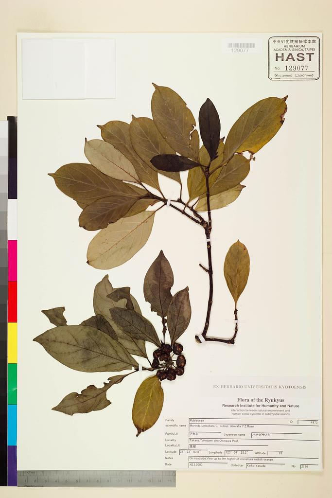 <Unit #116481  | 2196:: | Morinda umbellata L.>