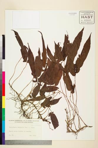 Thelypteris triphylla (Sw.) K. Iwats.