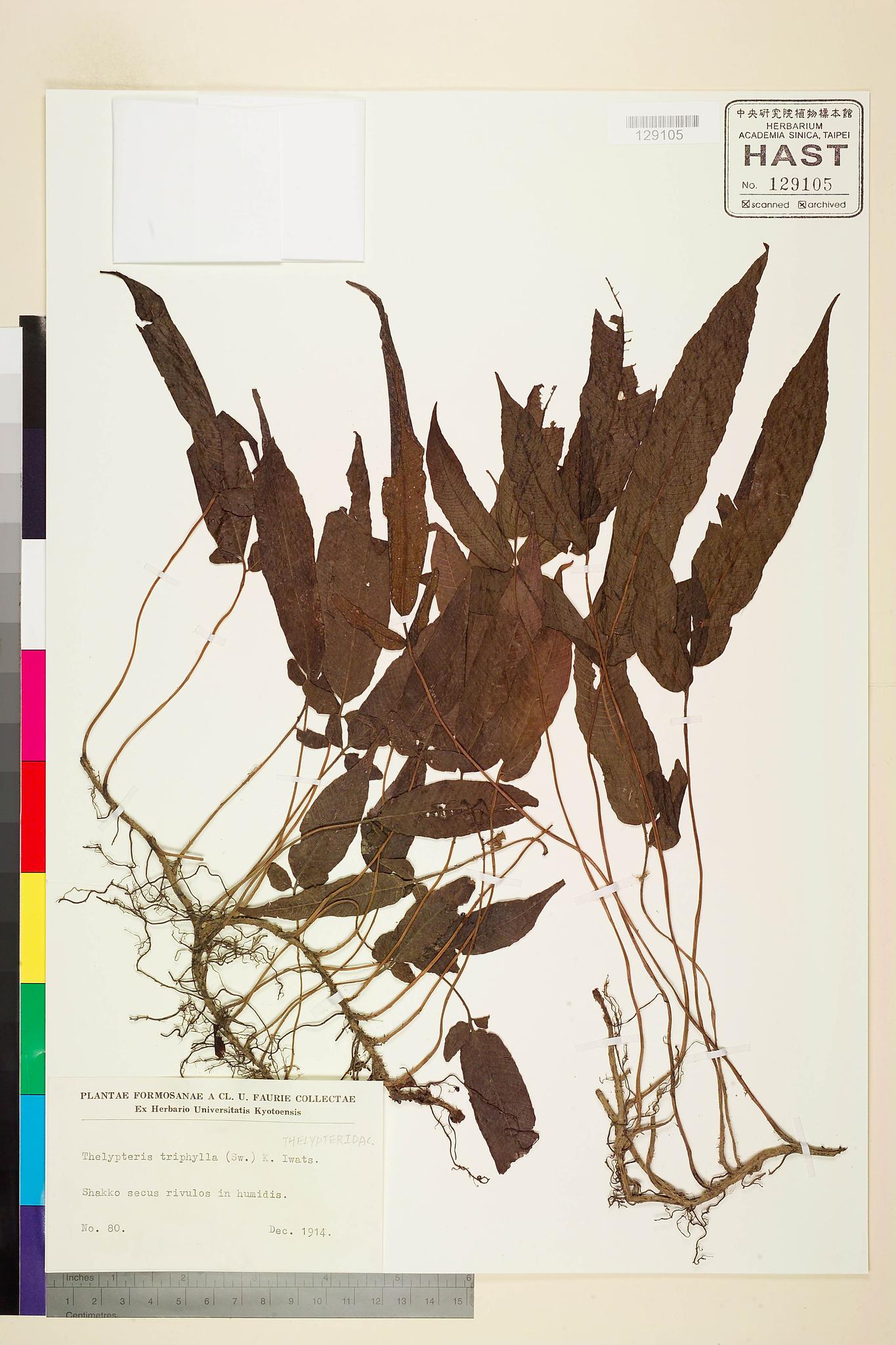 Sample image for viewer