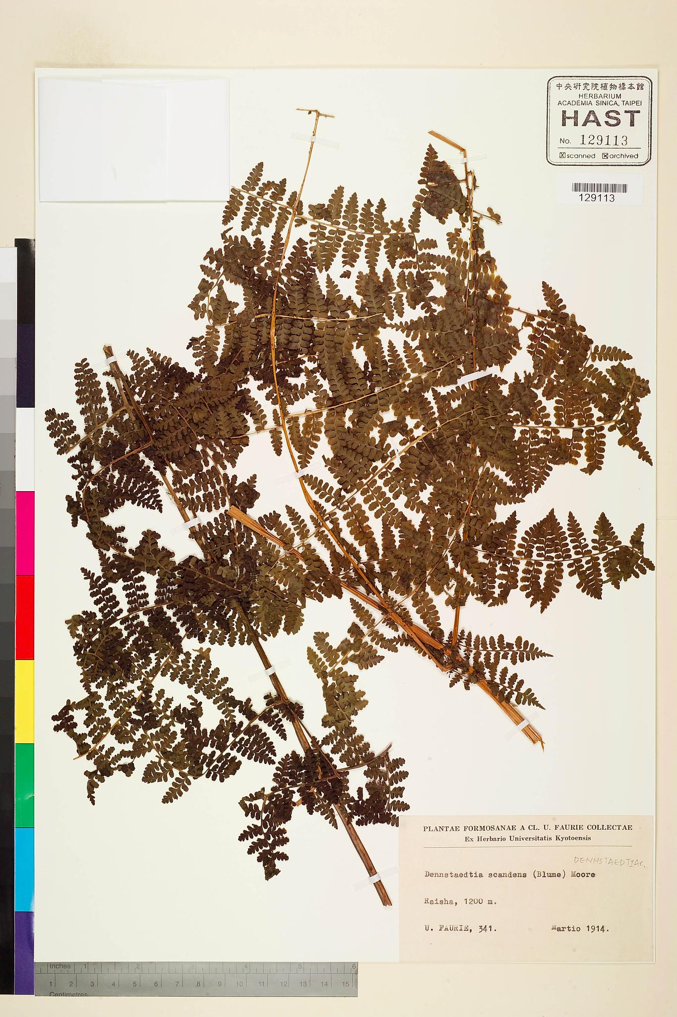 Sample image for viewer