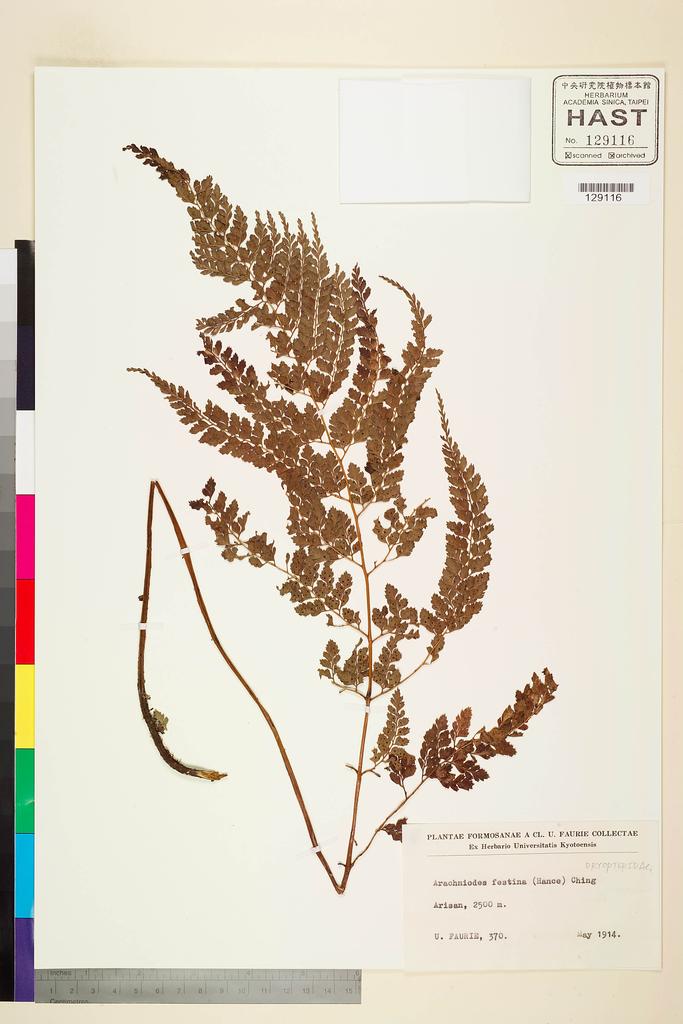 <Unit #104601 Faurie, Urbain |  | 1914:: | Arachniodes festina (Hance) Ching>