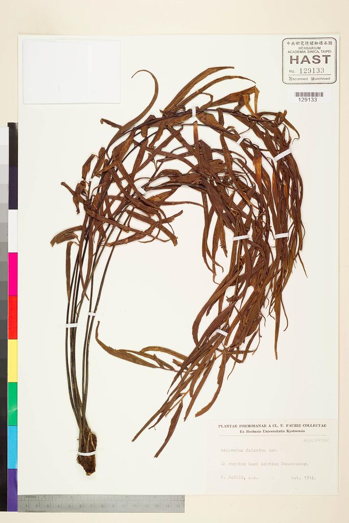 <Unit #104611 Faurie, Urbain |  | s.n.:: | Asplenium falcatum Lam.>