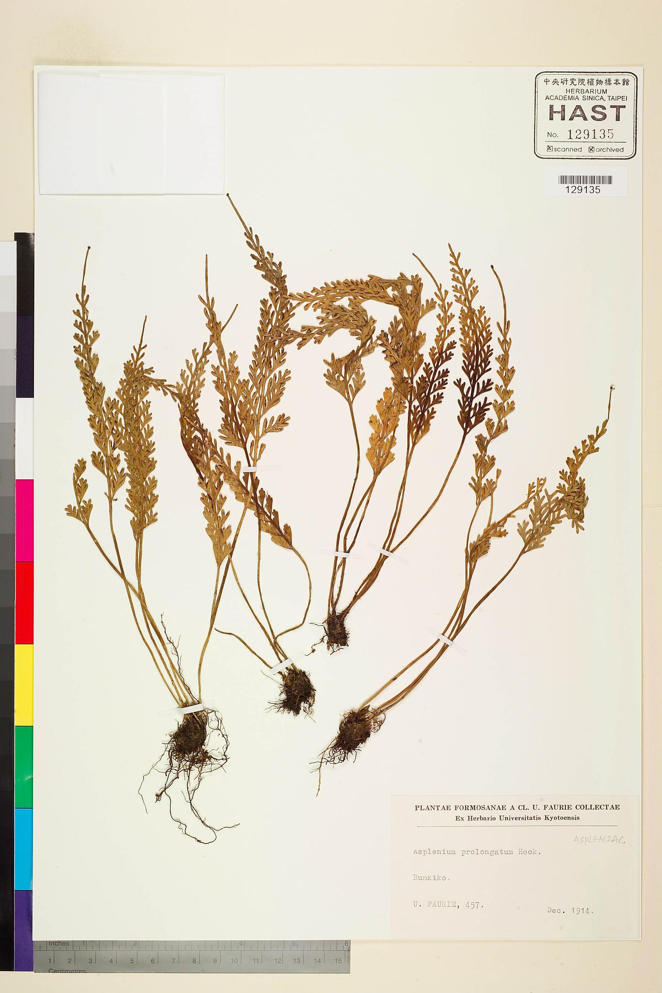 Sample image for viewer