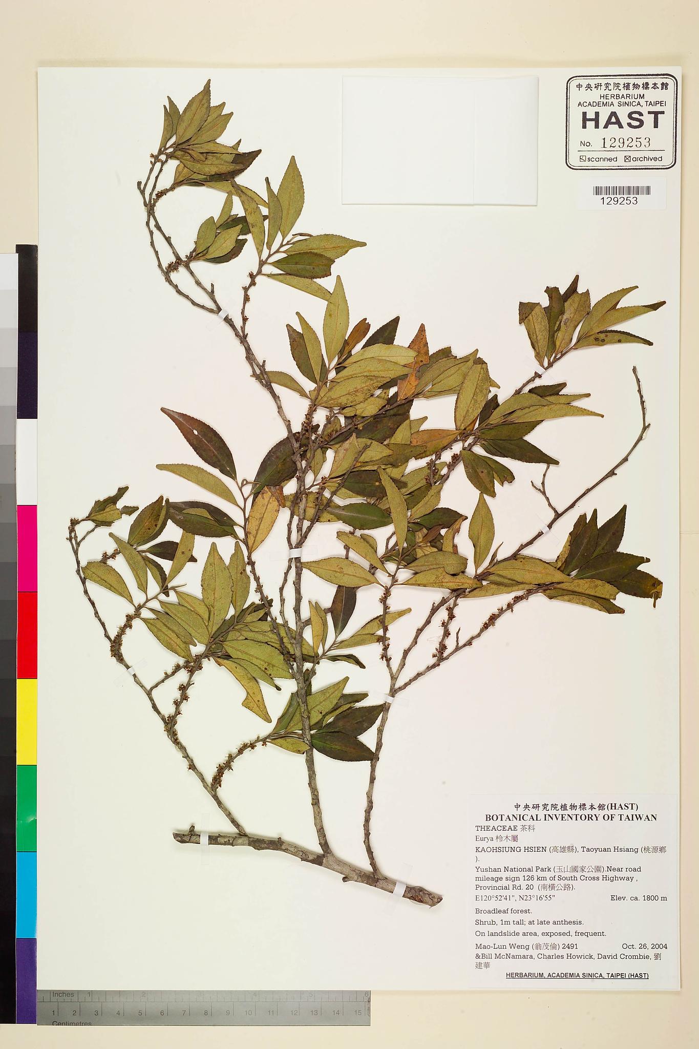 Sample image for viewer