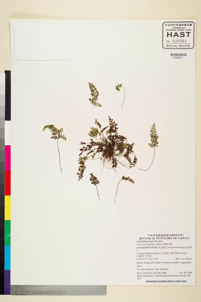 <Unit #62623 Weng, Mao-Lun | 翁茂倫 | 2499:: | Asplenium capillipes Makino>