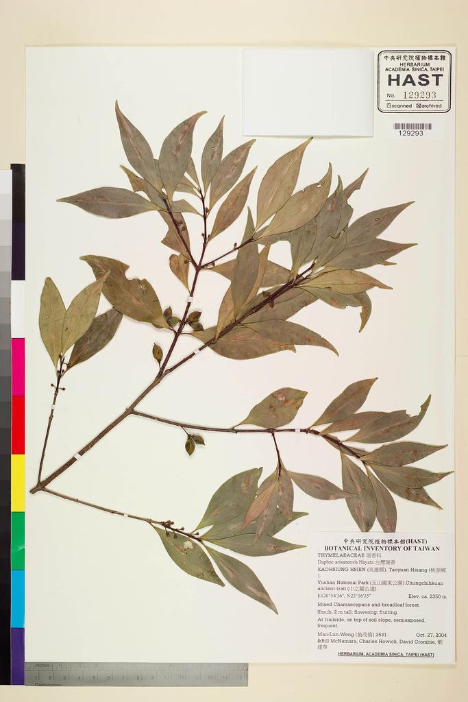 <Unit #62564 Weng, Mao-Lun | 翁茂倫 | 2531:: | Daphne arisanensis Hayata>