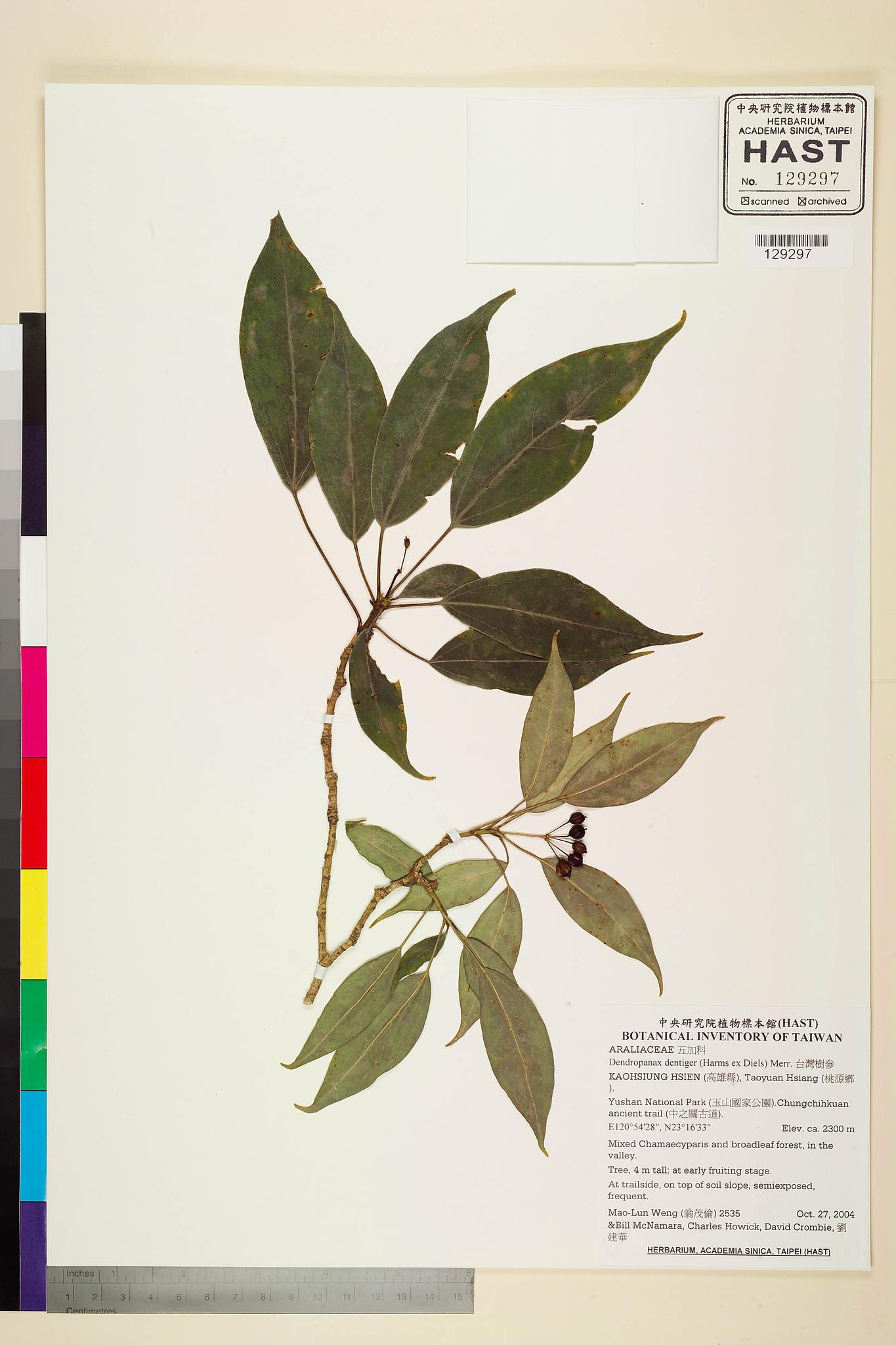 Sample image for viewer