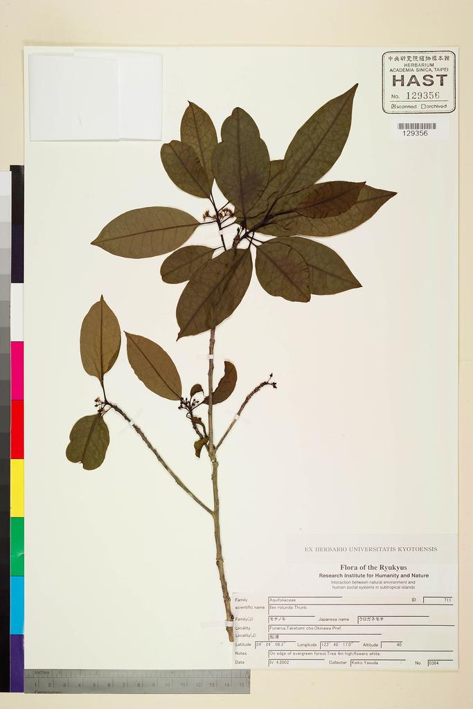 <Unit #101982  | 364:: | Ilex rotunda Thunb.>