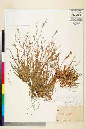 Carex orthostemon Hayata