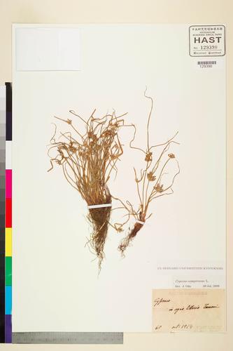 Cyperus compressus L.