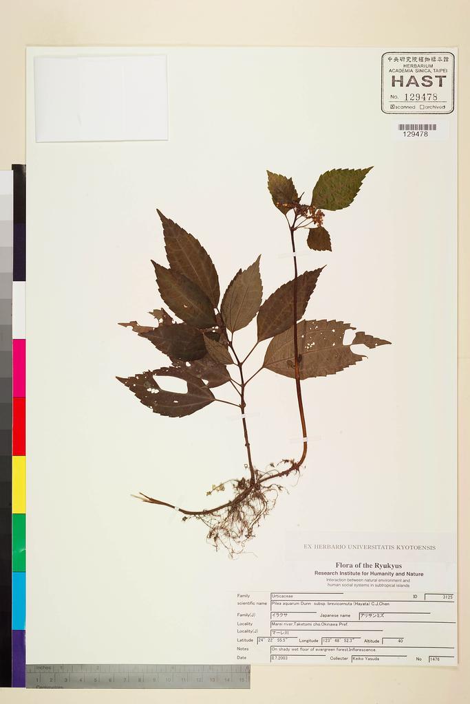 <Unit #103589  | 1476:: | Pilea aquarum Dunn subsp. brevicornuta (Hayata) C. J. Chen>